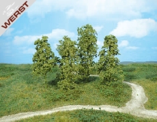 heki-12-naturbaume-mittelgrun