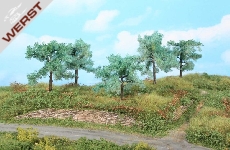 heki-5-olivenbaume-8-10cm-hoch