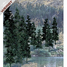 woodland-4-6-pine-24-pkg