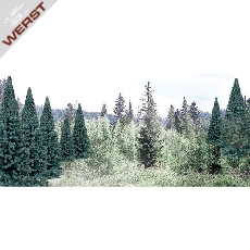 woodland-2-4-blue-spruce-18-pk