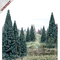 woodland-4-6-blue-spruce-13-pk
